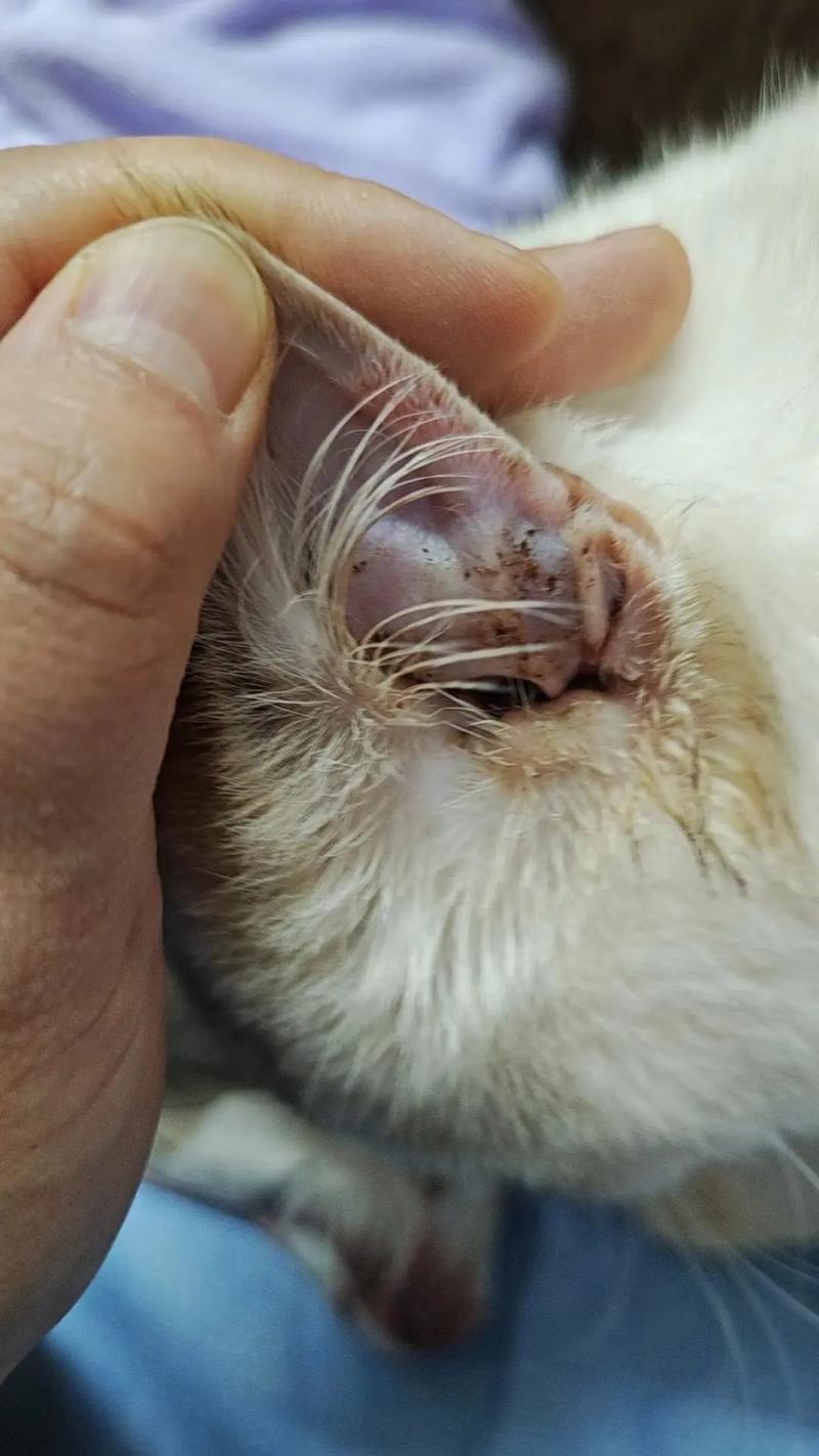 耳中取出活体猫螨虫