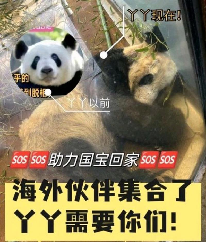新澳门2025今晚开什么和4旅日大熊猫将回国与旅日20年熊猫将回国 视频