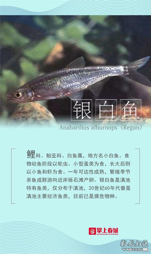 新澳门开奖记录和云南滇池现鱼跳龙门与滇池跳水