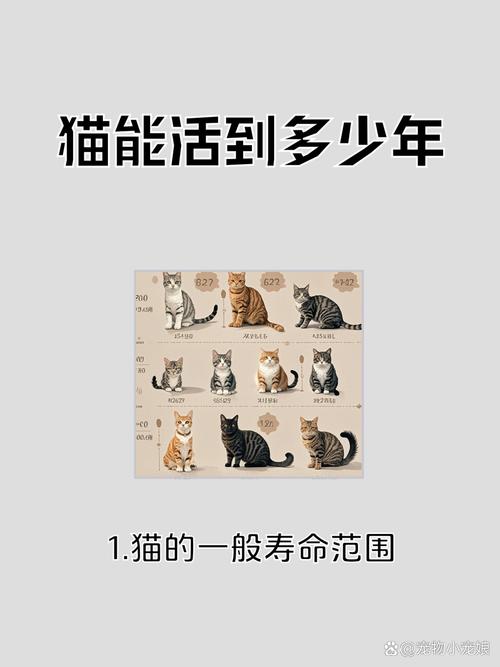 新澳2025天天正版资料和肥猫一年多减重16斤与肥猫一年多减重16斤正常吗