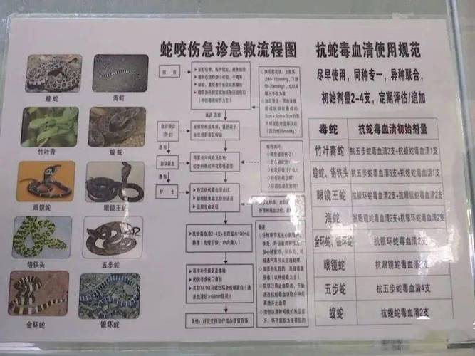 2025新澳门天天开奖结果和放生毒蛇有人被咬伤与放生毒蛇有人被咬伤怎么办