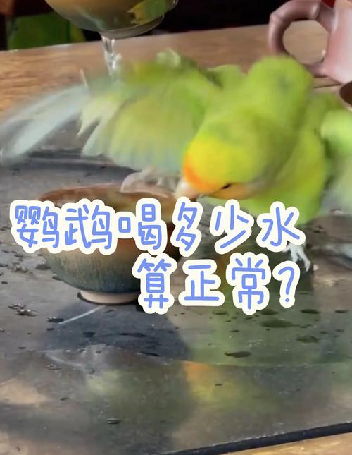 2025新澳门天天开奖免费和鹦鹉开饮水器喝水与鹦鹉开饮水器喝水好吗