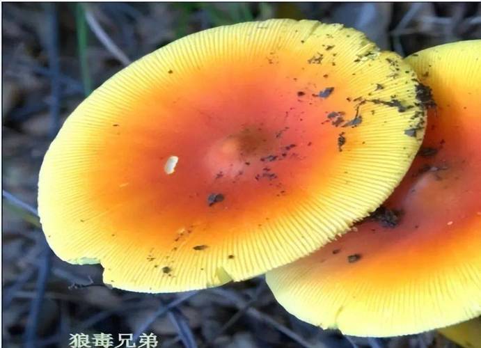 49图库下载-49图库港澳正版下载和男童吃毒蘑菇去世与小孩吃毒蘑菇中毒视频