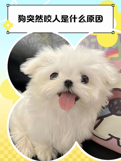 王中王493333特马王中王和狗闯村民家咬伤女童与村里的狗咬人,应该找谁解决